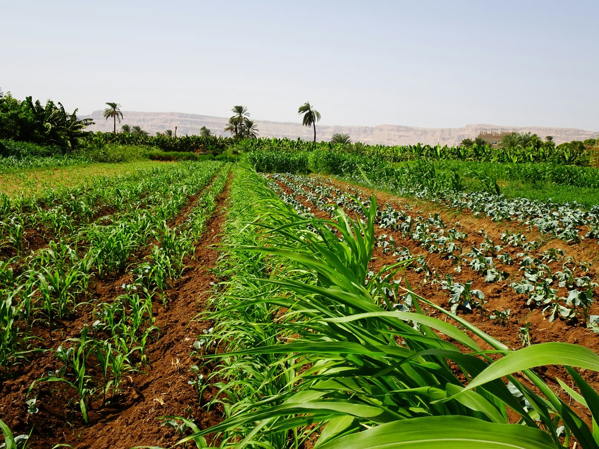 Agroforesterie Intégrée