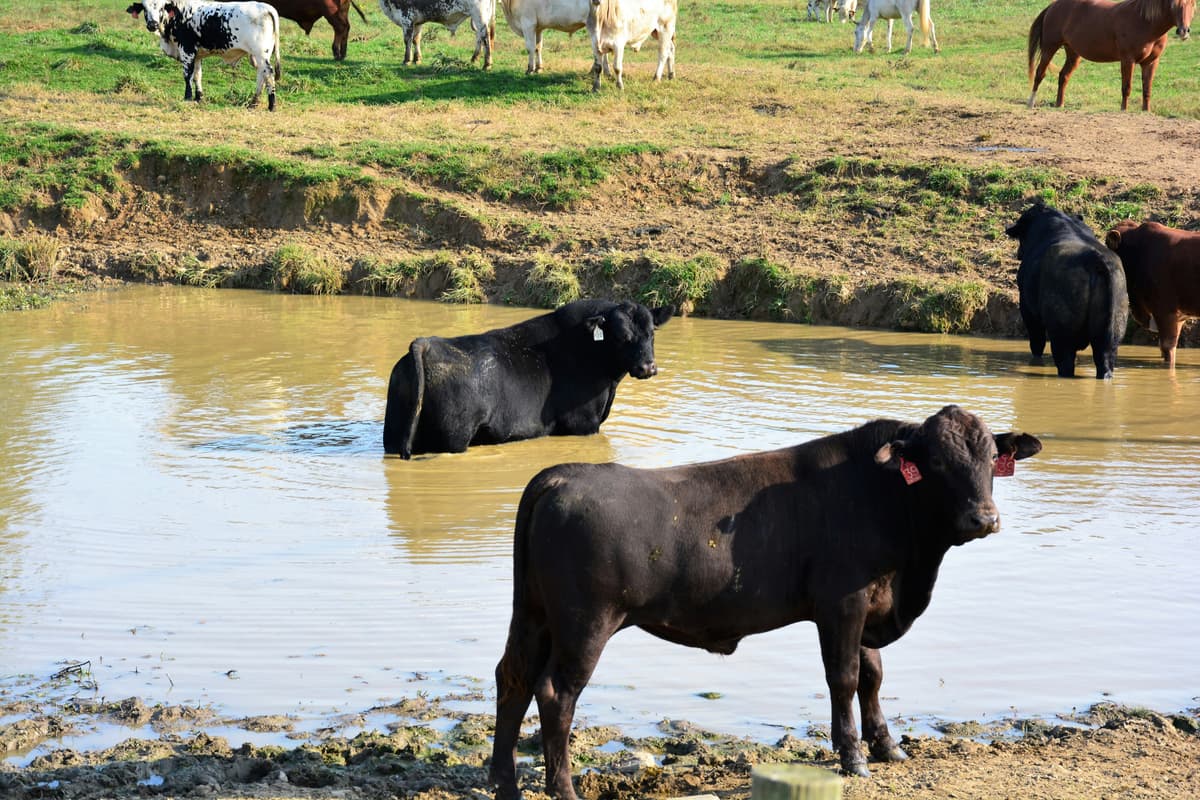 Élevage et Aquaculture